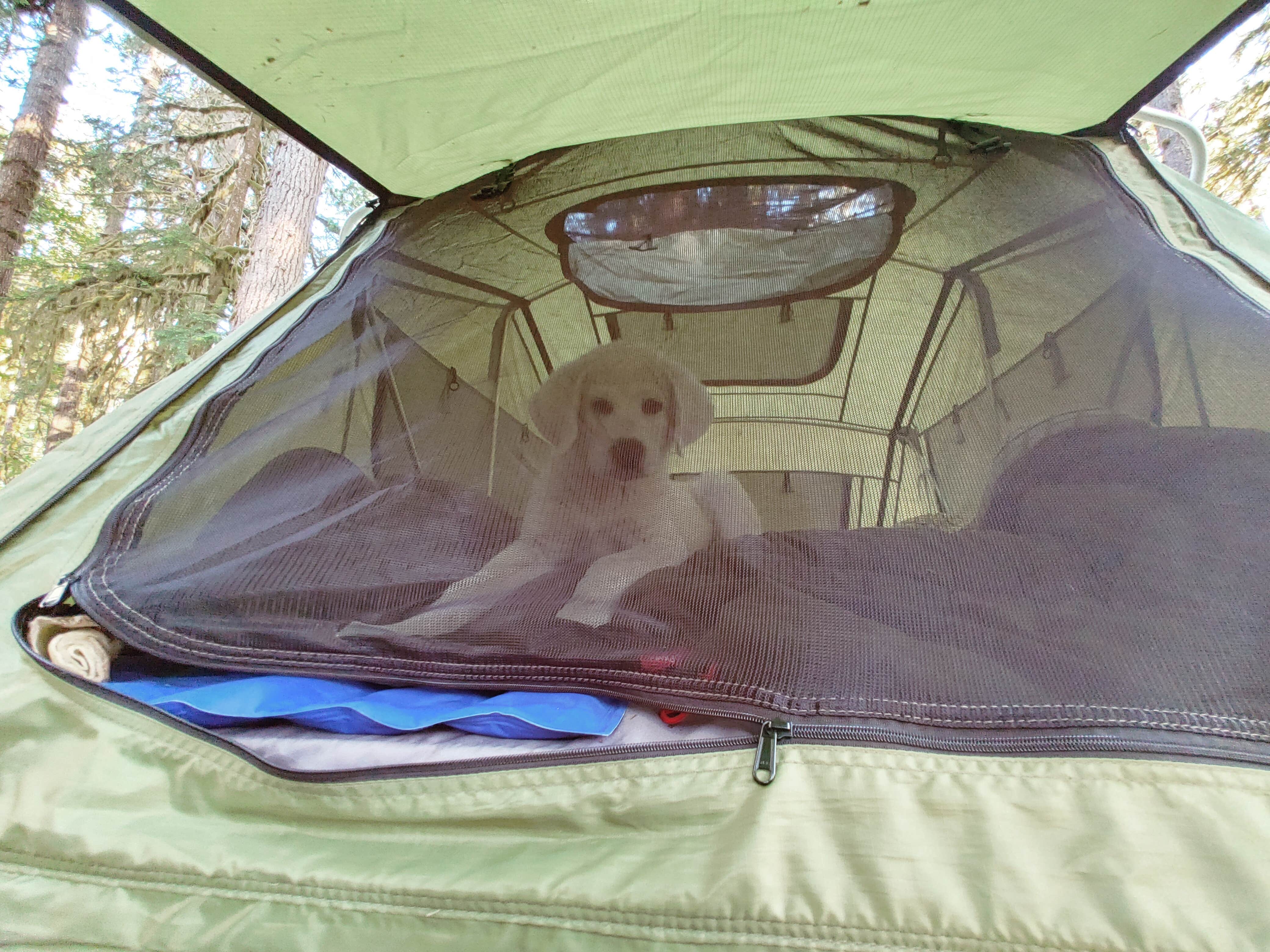 Jr And Jade S.'s photo of tent camping at Graves Creek Campground — Olympic National Park in Washington