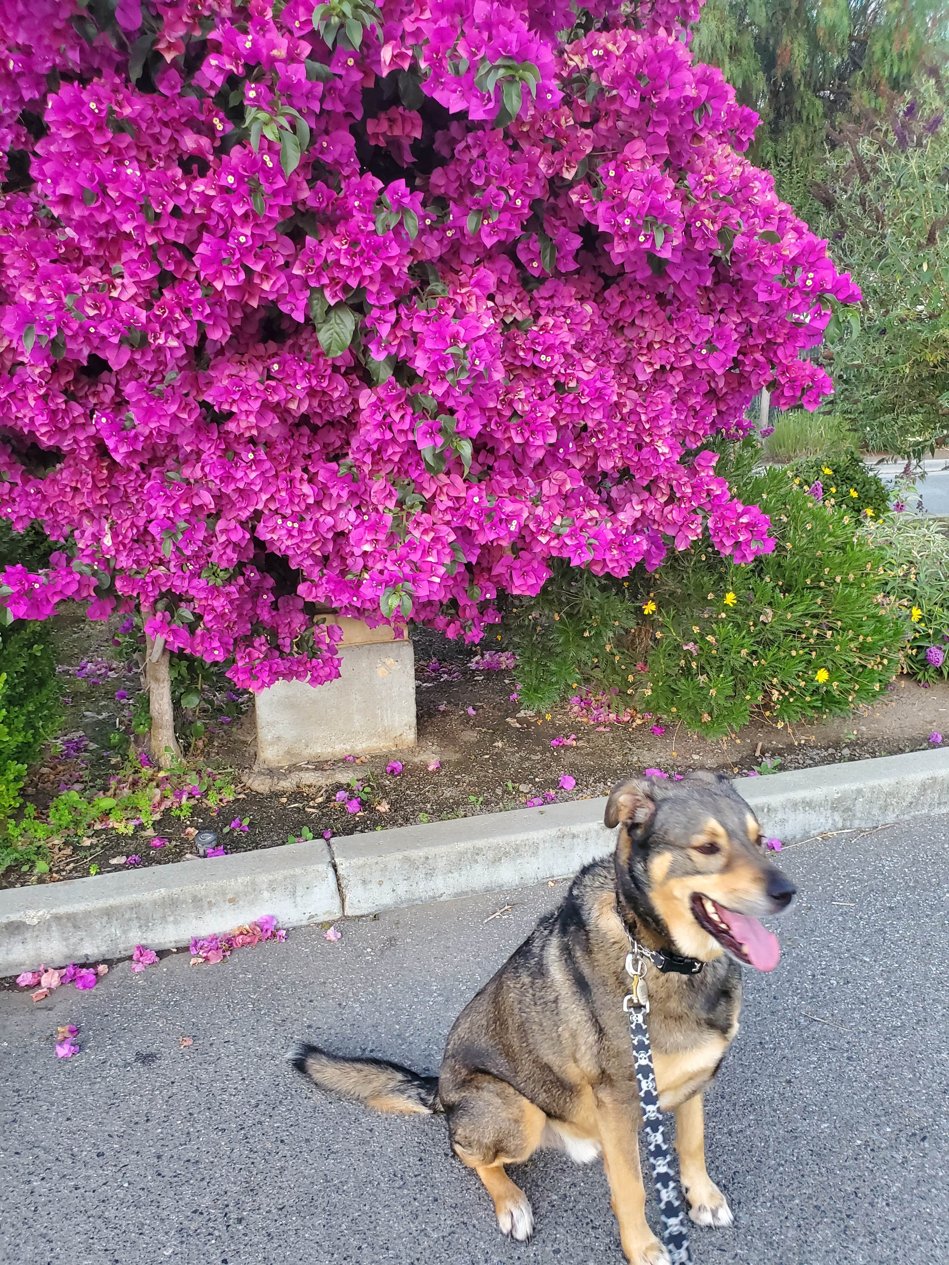 ProfG999's photo of camping with pets at Gilroy Garlic USA RV Park near Paicines, CA