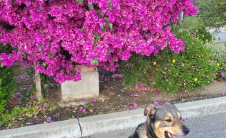 ProfG999's photo of camping with pets at Gilroy Garlic USA RV Park near Mount Hamilton, CA