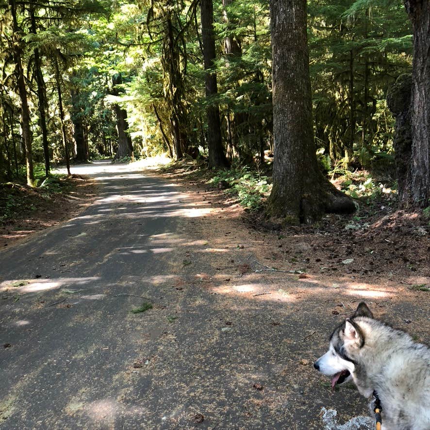 Kathy B.'s photo of camping with pets at La Wis Wis Campground near Randle, WA