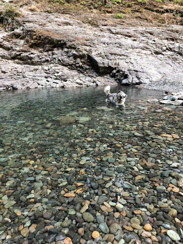 Kathy B.'s photo of camping with pets at La Wis Wis Campground near White Pass, WA