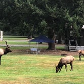 Review photo of Dosewallips State Park Campground by Kathy B., July 11, 2021