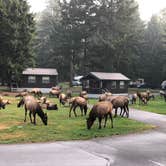 Review photo of Dosewallips State Park Campground by Kathy B., July 11, 2021