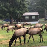 Review photo of Dosewallips State Park Campground by Kathy B., July 11, 2021