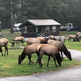 Review photo of Dosewallips State Park Campground by Kathy B., July 11, 2021