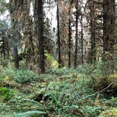 Review photo of Hoh Campground — Olympic National Park by Kathy B., July 11, 2021