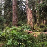 Review photo of Hoh Campground — Olympic National Park by Kathy B., July 11, 2021