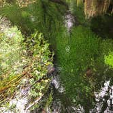 Review photo of Hoh Campground — Olympic National Park by Kathy B., July 11, 2021