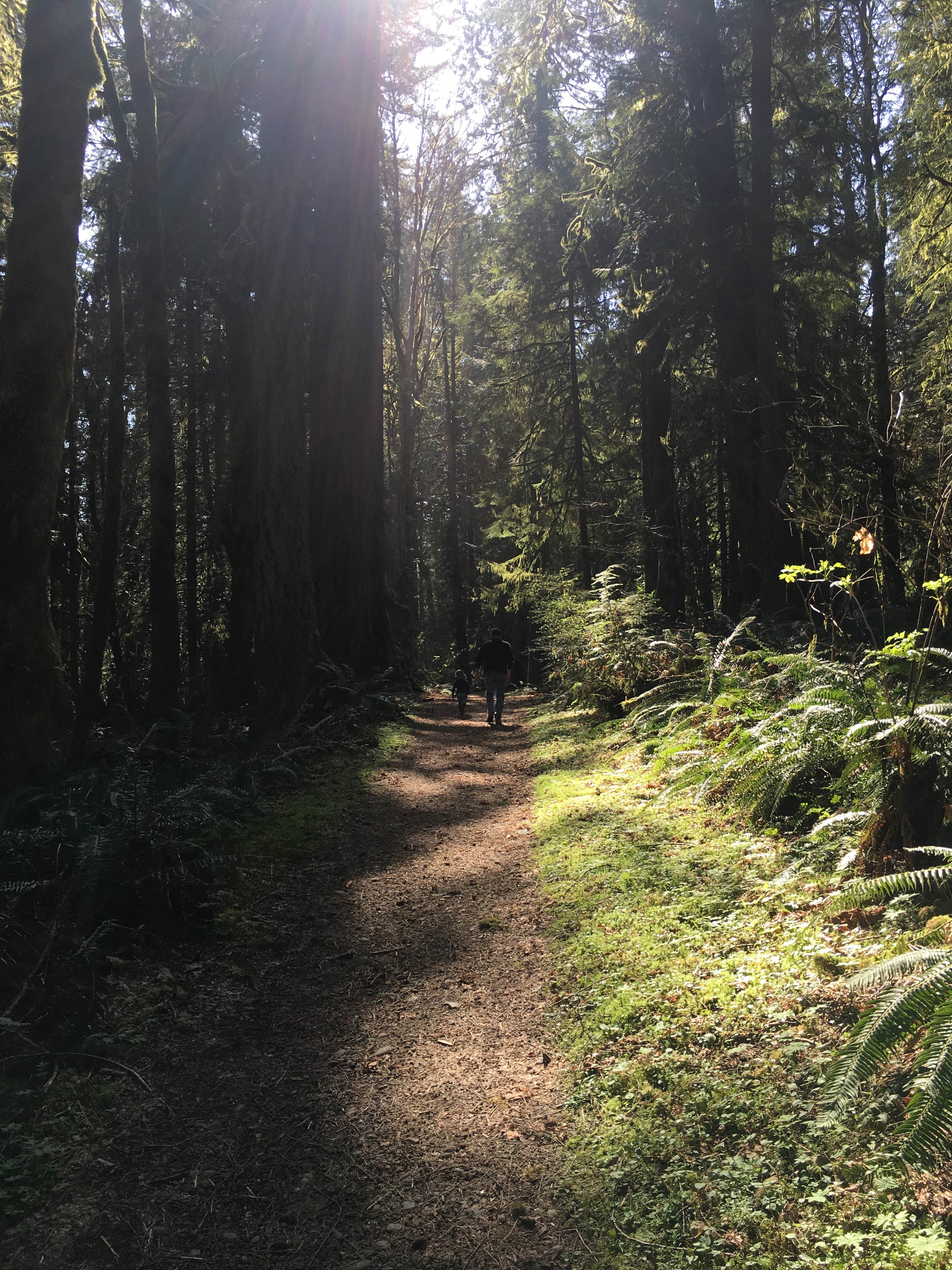 Camper-submitted photo at Millersylvania State Park Campground near Bremerton, WA