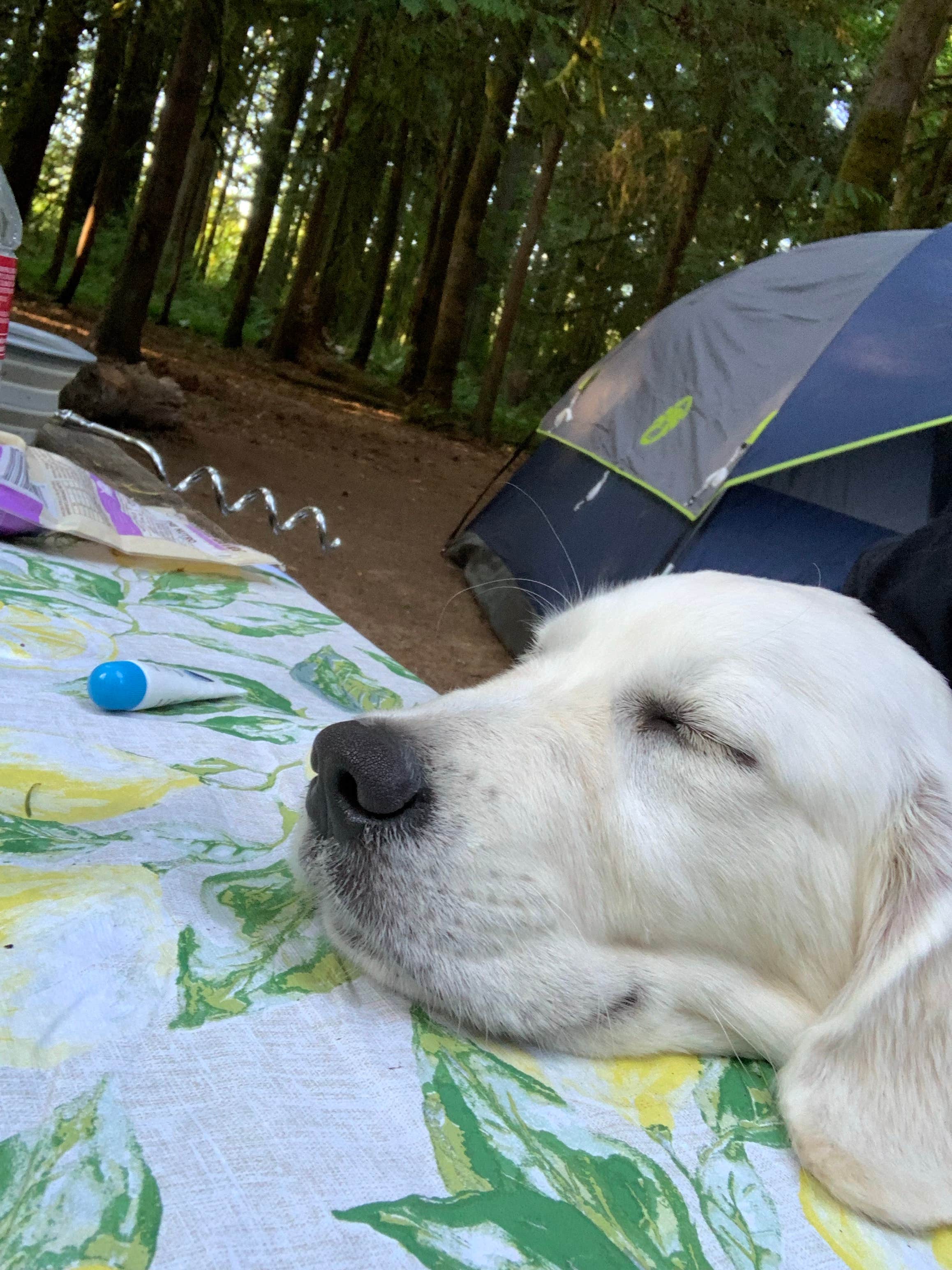 lindsay's photo at Rainbow Falls State Park Campground near Rochester, WA