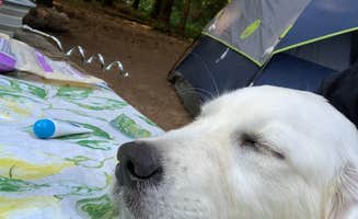 lindsay's photo of camping with pets at Rainbow Falls State Park Campground in Washington