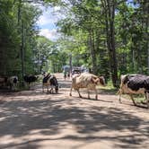 Review photo of Wolfe's Neck Oceanfront Campground by Jae H., July 12, 2021