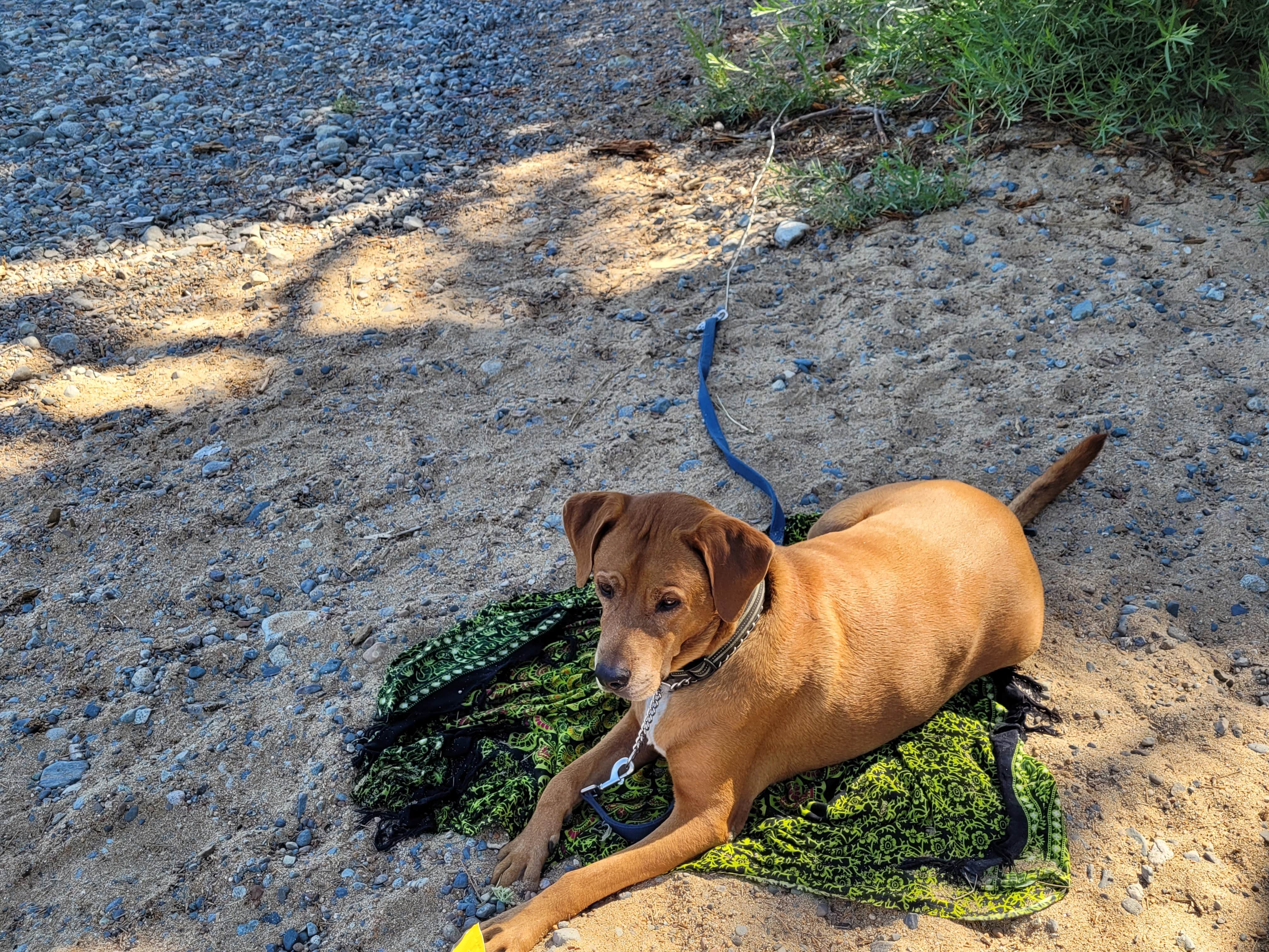 Michael K.'s photo of camping with pets at Fallen Leaf Campground - South Lake Tahoe near Gardnerville, NV