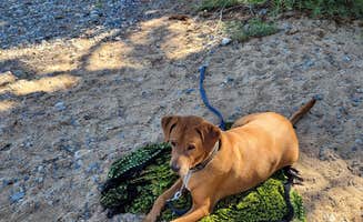 Michael K.'s photo of camping with pets at Fallen Leaf Campground - South Lake Tahoe near Eldorado National Forest