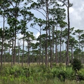 Review photo of Pine Grove Campground — Jonathan Dickinson State Park by Karen , July 11, 2021