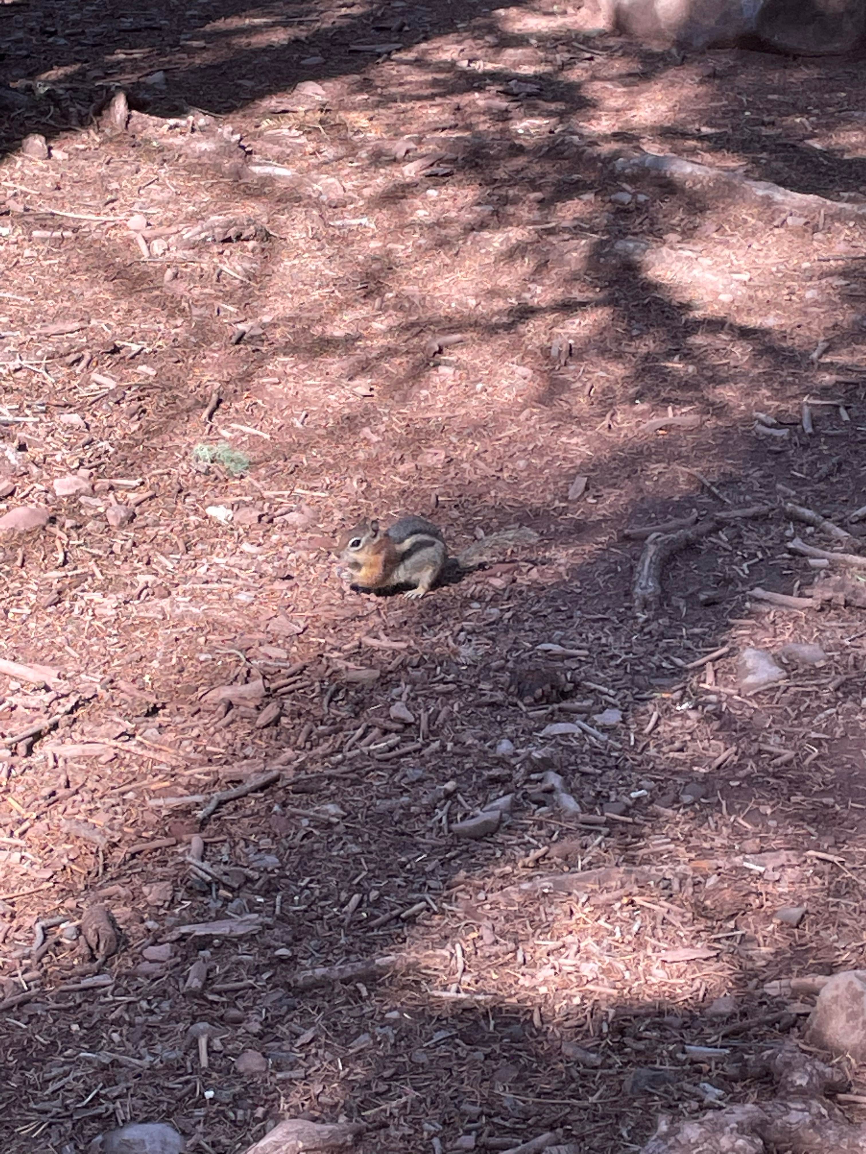 Camper-submitted photo at Grayling near Springerville, AZ