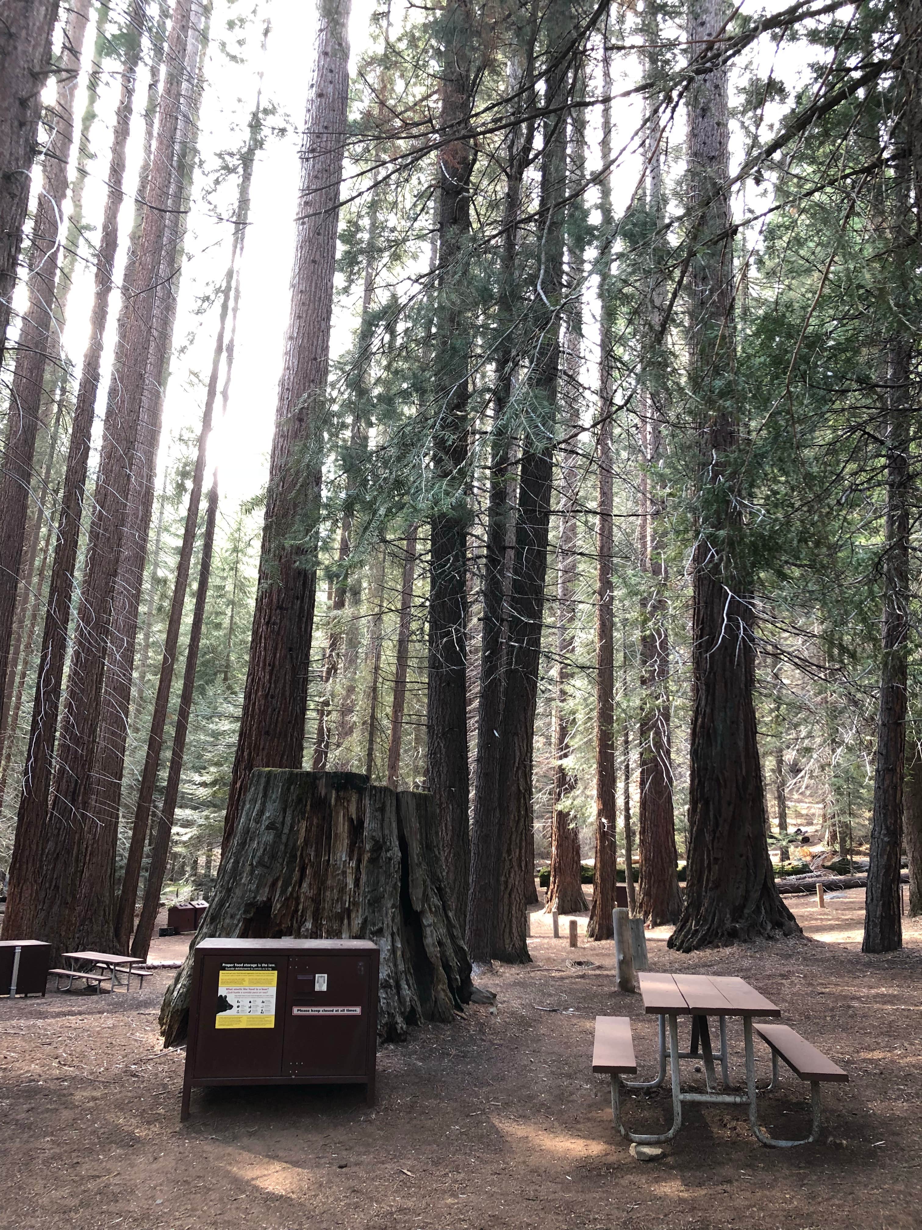 Camper submitted image from Atwell Mill Campground — Sequoia National Park - 2