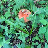 Review photo of Sinnemahoning State Park Campground by Shayna , July 12, 2021