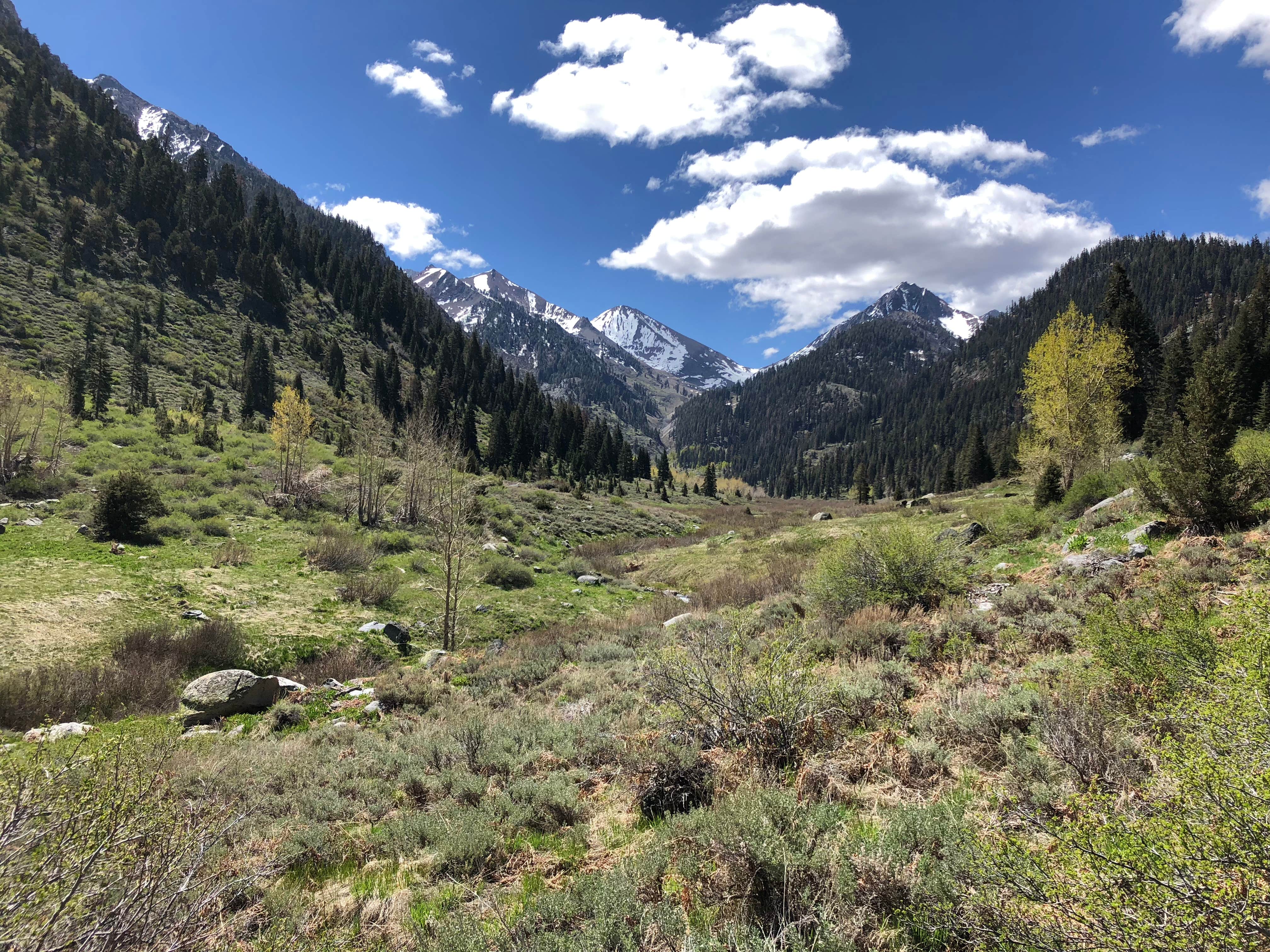 Camper submitted image from Atwell Mill Campground — Sequoia National Park - 2