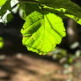 Review photo of Richardson Park & Campground - A Lane County Park by Josh K., June 14, 2018