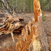 Review photo of Inyo National Forest Dispersed Camping by Kylee M., July 12, 2021