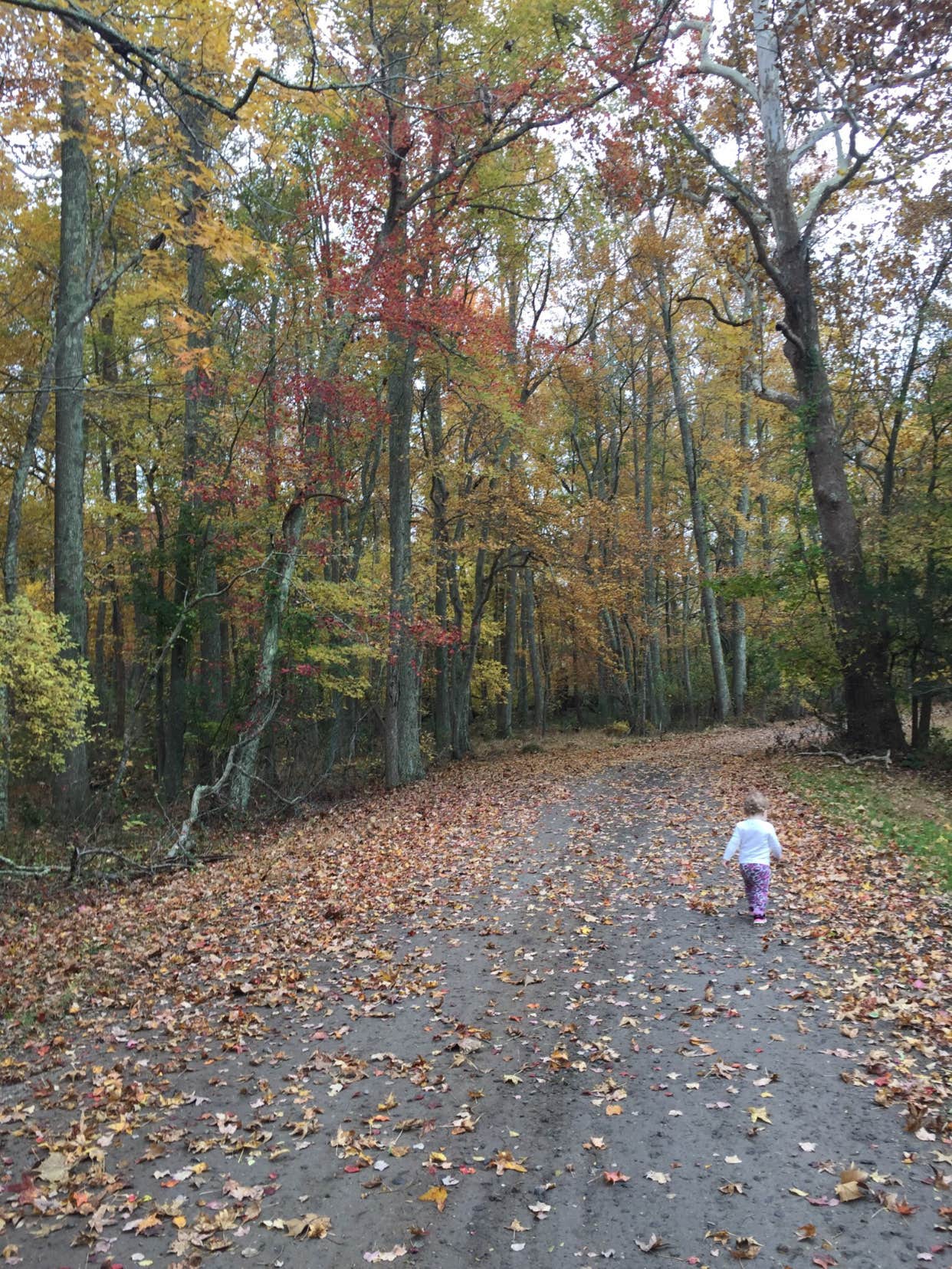 Camper submitted image from Atsion Cabins — Wharton State Forest - 5