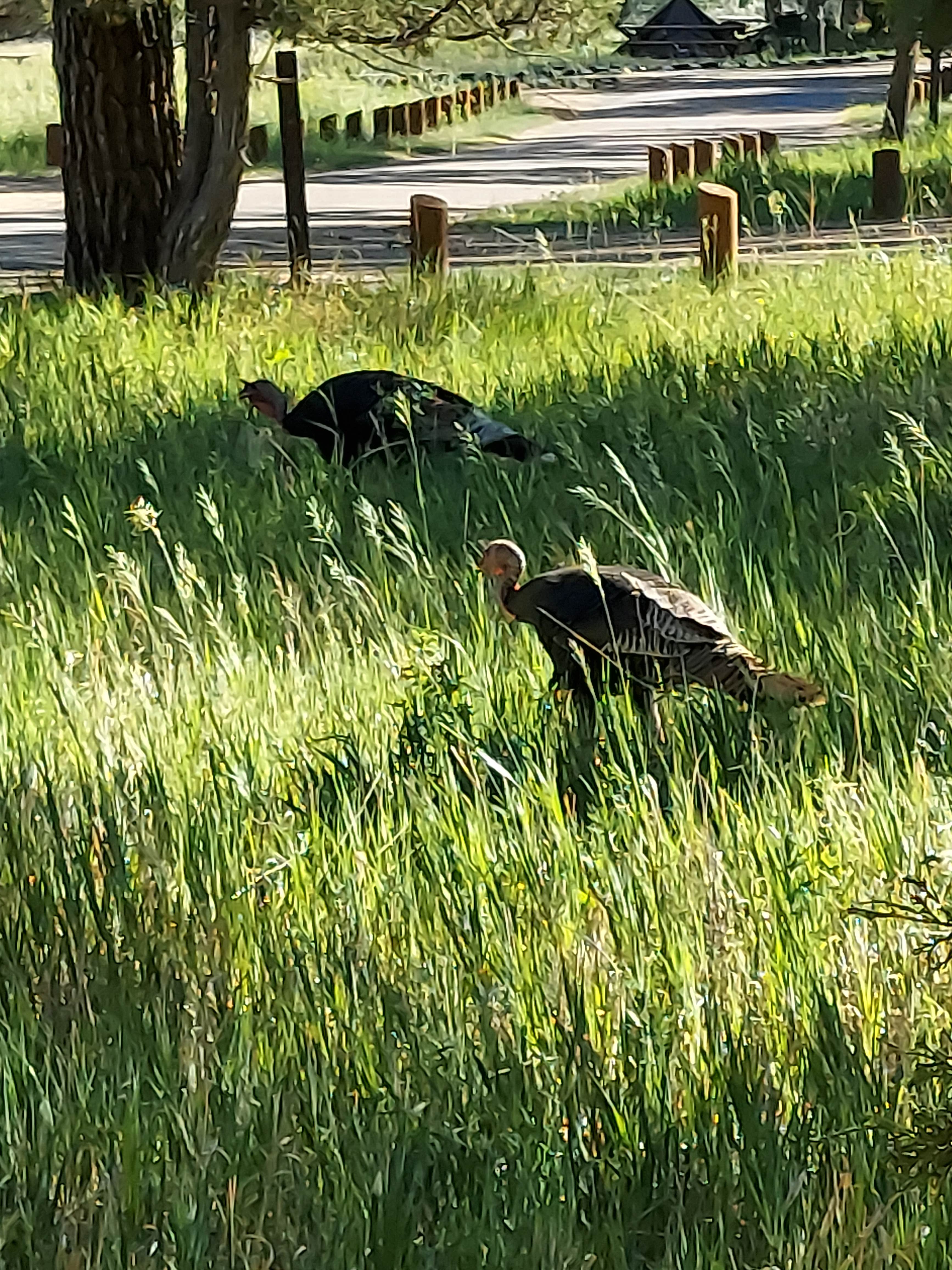 jim B.'s photo of camping with pets at Cottonwood Campground — Theodore Roosevelt National Park near Fairfield, ND