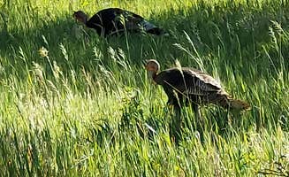 jim B.'s photo of camping with pets at Cottonwood Campground — Theodore Roosevelt National Park near Amidon, ND