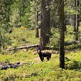 Review photo of Sequoia National Forest Hume Lake Campground by Robert S., July 13, 2021