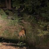 Review photo of Sequoia National Forest Hume Lake Campground by Robert S., July 13, 2021