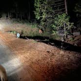 Review photo of Sequoia National Forest Hume Lake Campground by Robert S., July 13, 2021