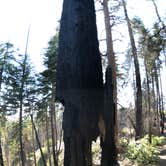 Review photo of Sunset Campground — Kings Canyon National Park by Robert S., July 13, 2021