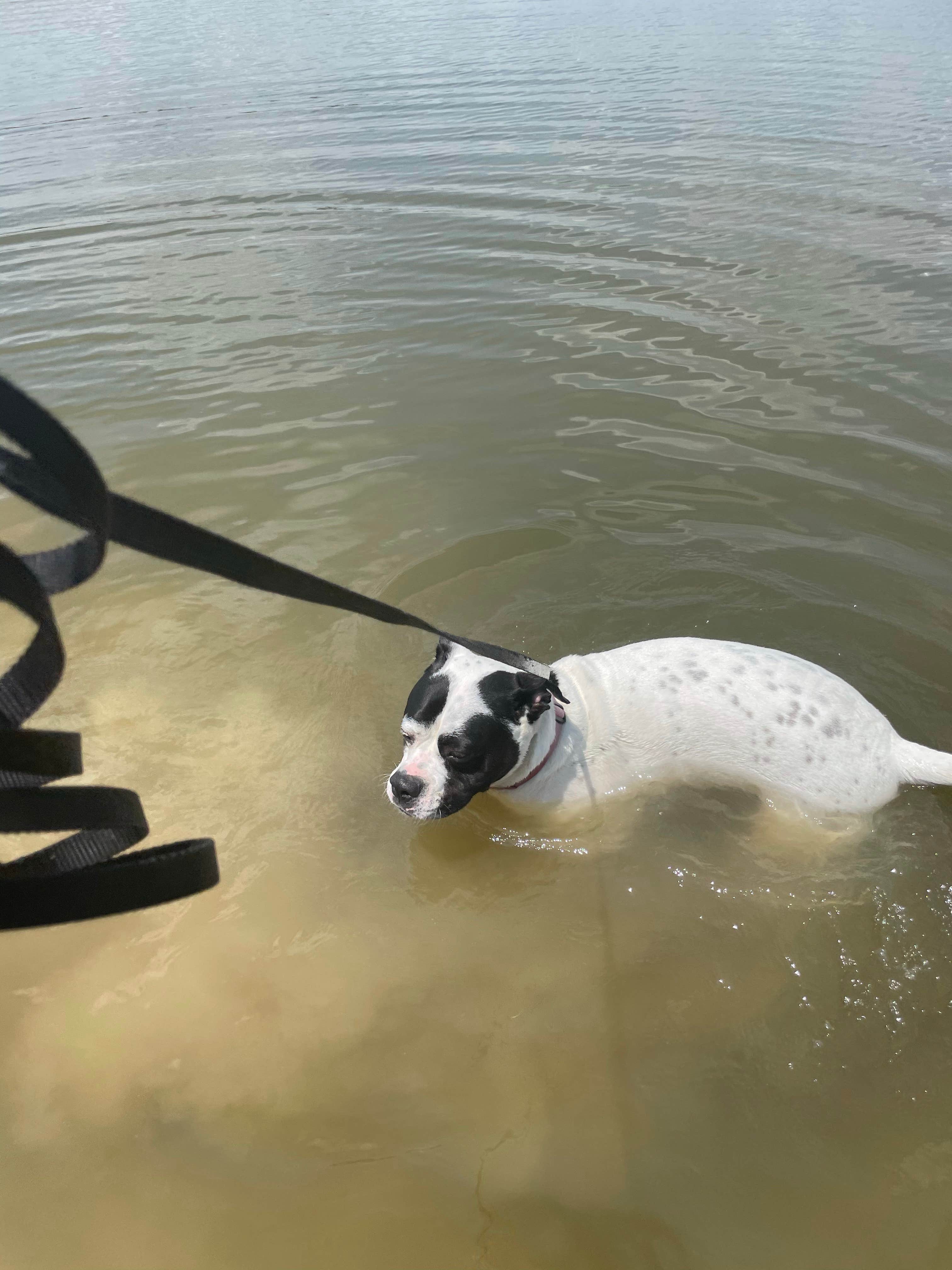 Tanner P.'s photo of camping with pets at Watkins Mill State Park Campground near Smithville, MO