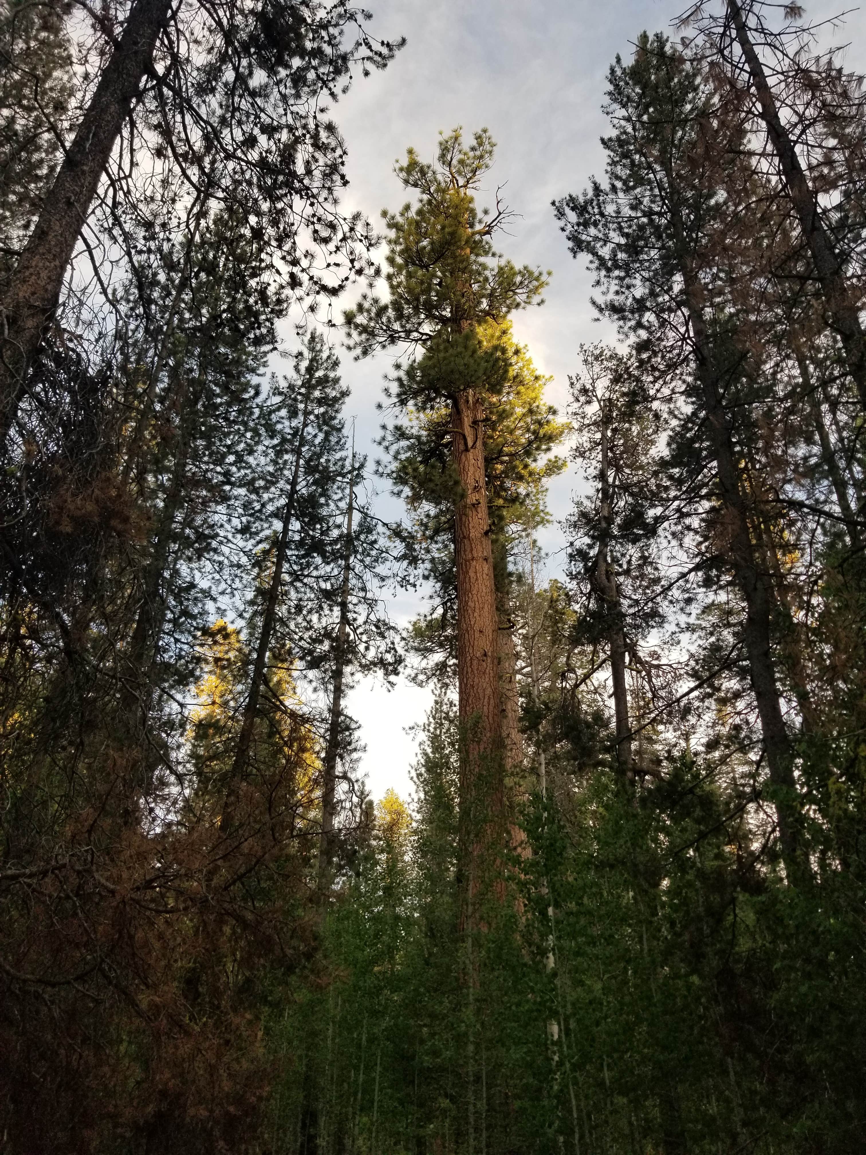 Camper submitted image from Butte Creek Campground - 2