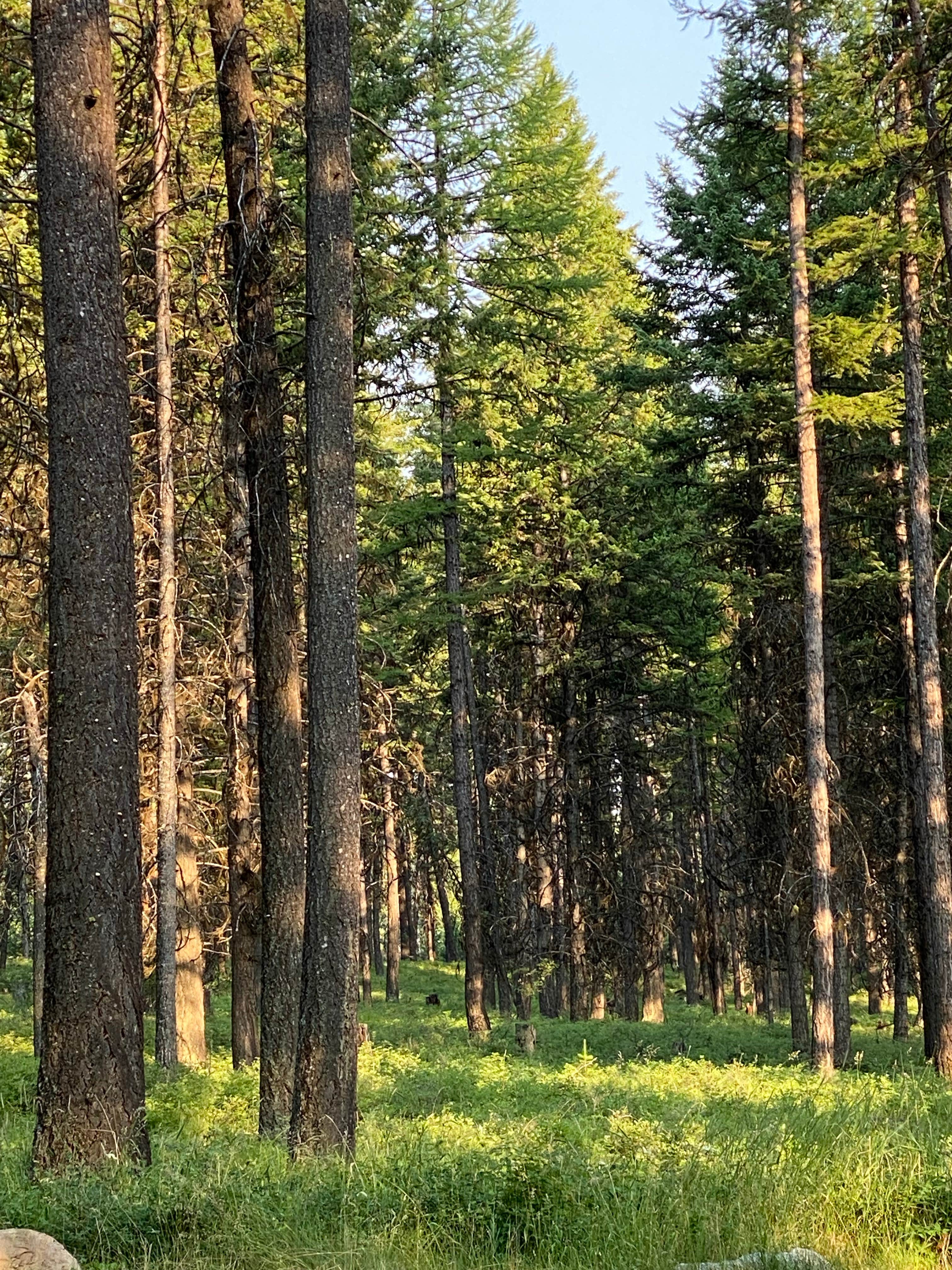 Camper-submitted photo at Lake Mary Ronan State Park Campground near Dayton, MT