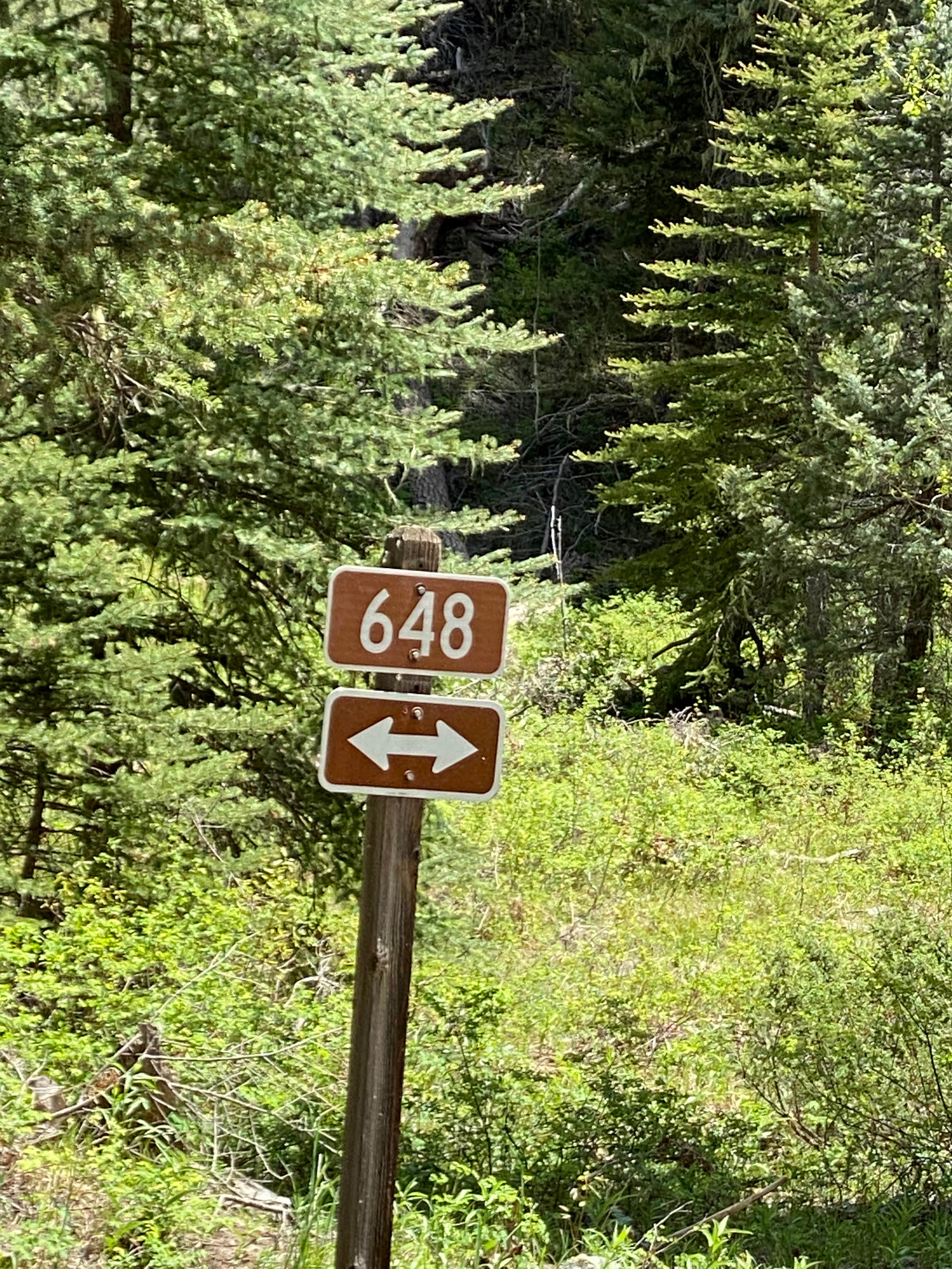 Camper submitted image from West Fork Dispersed - 5