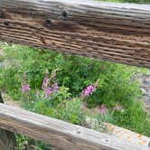 Review photo of Roaring Fork Campground by lana , July 13, 2021