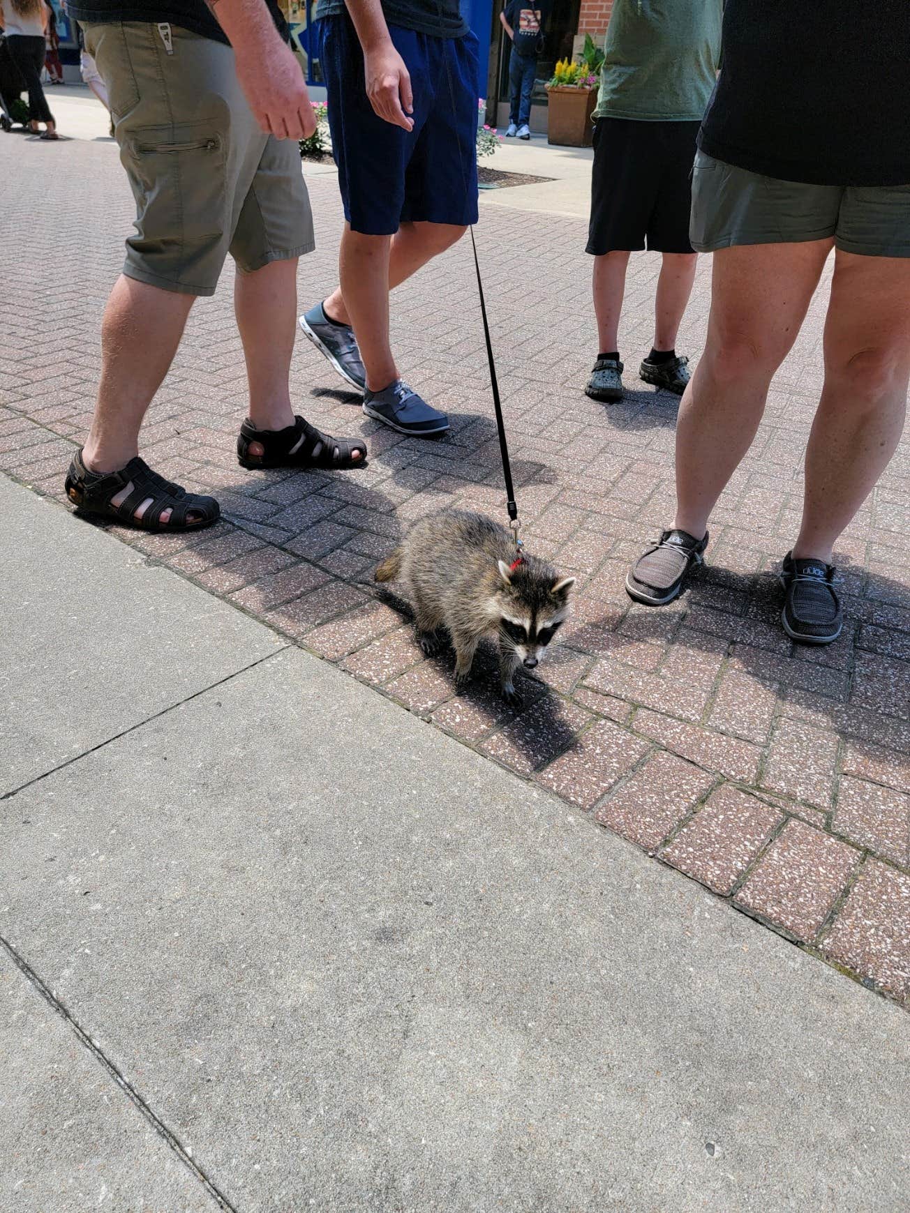 Dave R.'s photo of camping with pets at Baxter near Lampe, MO