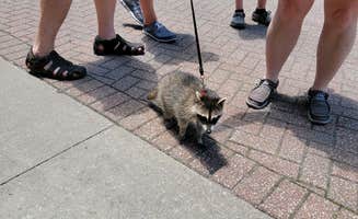 Dave R.'s photo of camping with pets at Baxter near Reeds Spring, MO