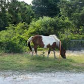 Review photo of Assateague Island National Seashore Oceanside Campground by Allison , July 13, 2021