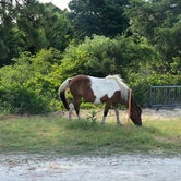 Review photo of Oceanside Assateague Campground — Assateague Island National Seashore by Allison , July 13, 2021