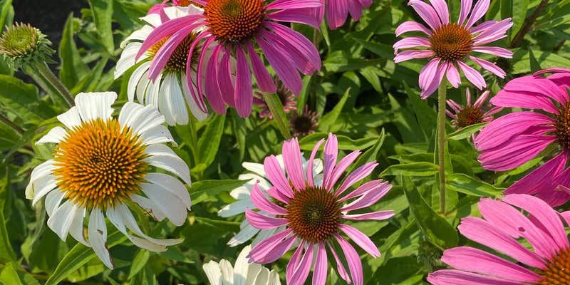 Camper submitted image from Susquehannock