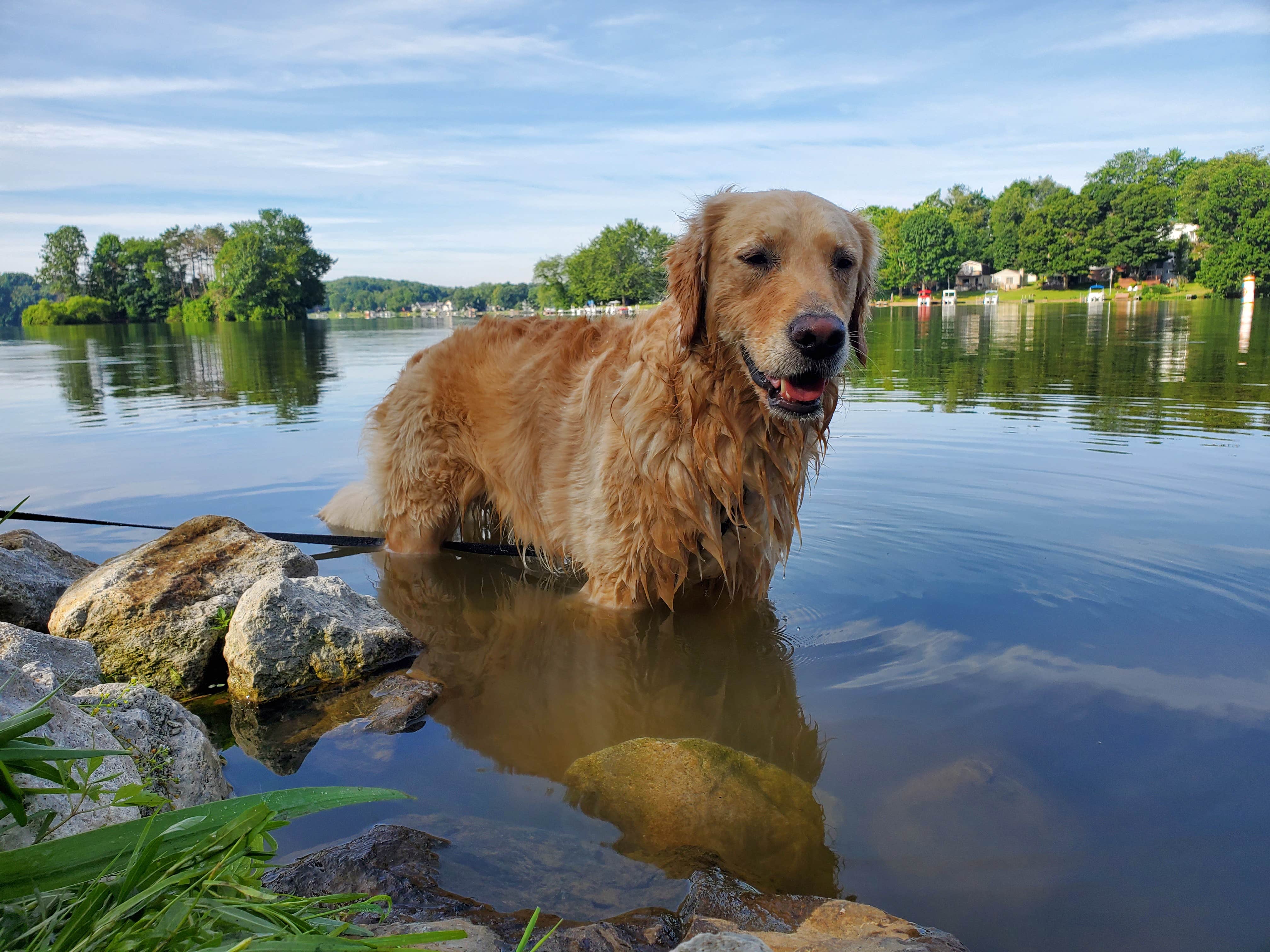 George's photo of camping with pets at Guilford Lake State Park Campground near Poland, OH