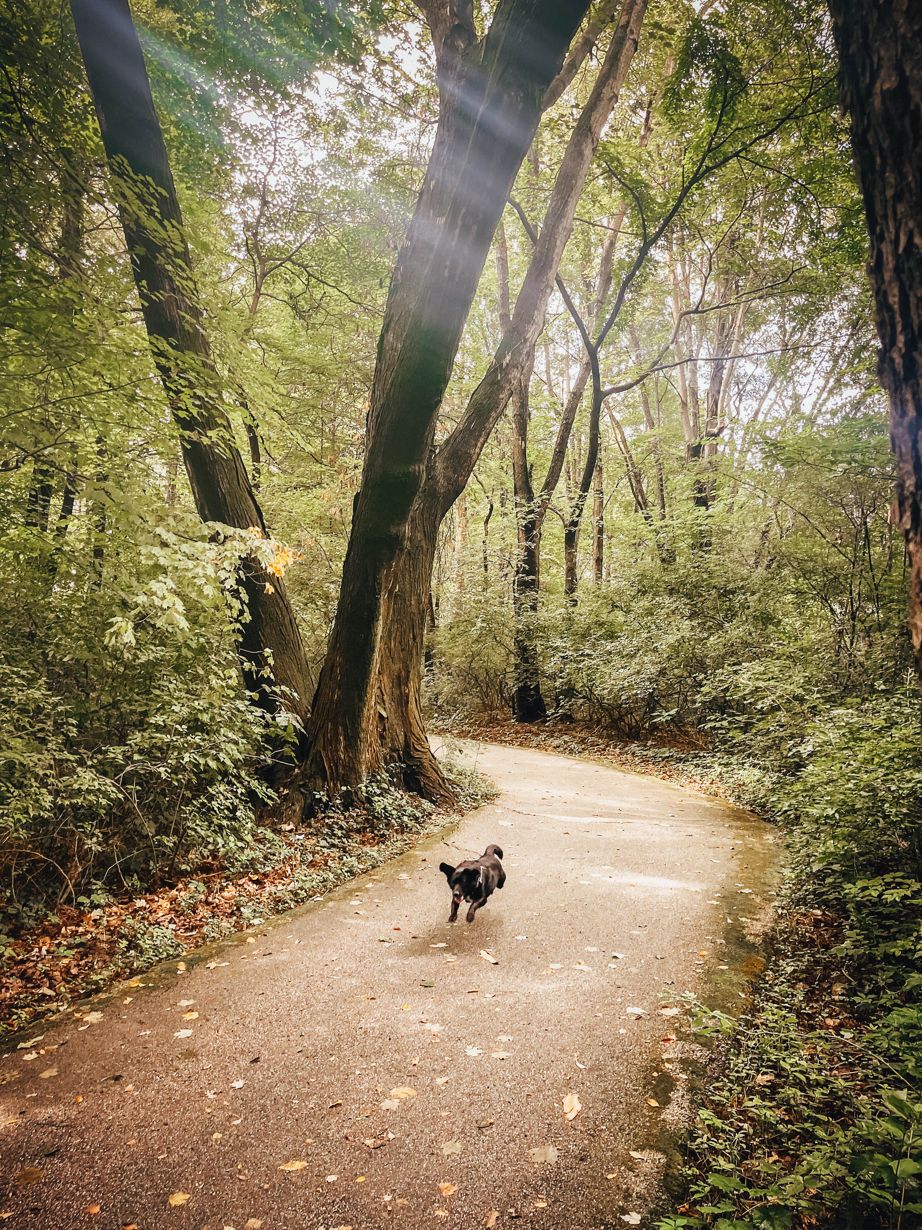 Bianca R.'s photo of camping with pets at Hawthorn County Park near Marshall, IN