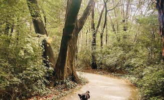 Bianca R.'s photo of camping with pets at Hawthorn County Park in Indiana