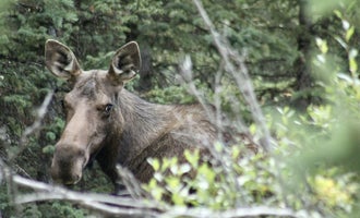 Camping near East Fork: Bighorn National Forest, Wolf, Wyoming