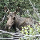 Review photo of Bighorn National Forest by meghan G., July 13, 2021