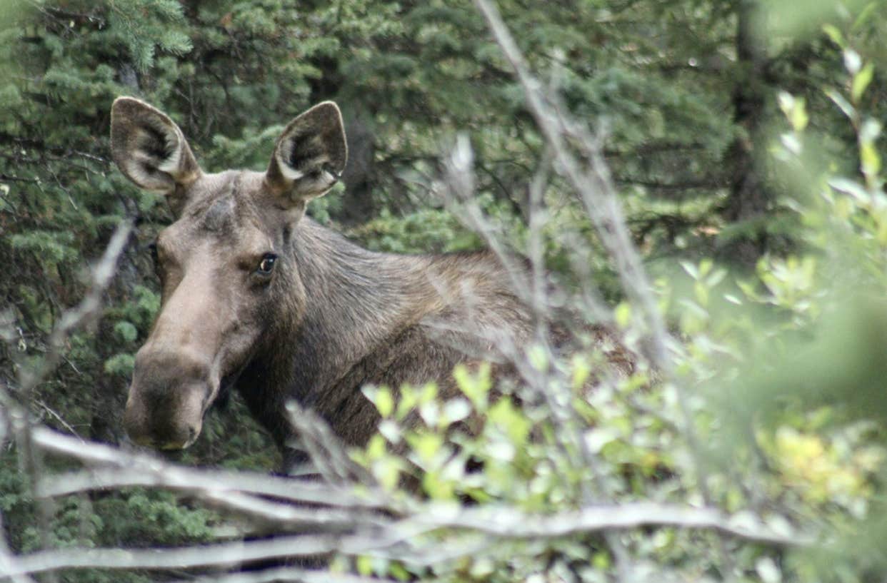 Camper submitted image from Bighorn National Forest - 1