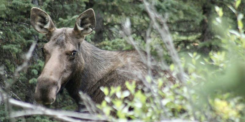 Camper submitted image from Bighorn National Forest