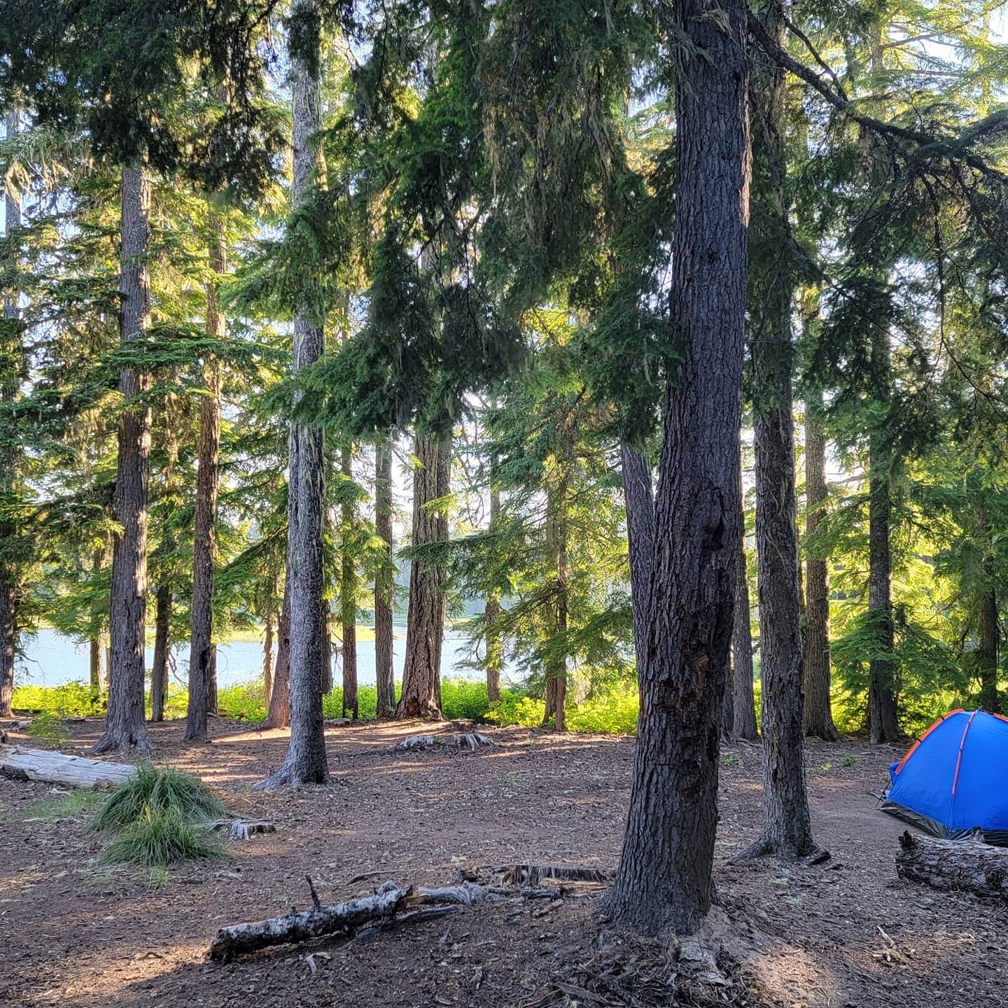Paula G.'s photo of tent camping at Forlorn Lakes near Hood River, OR